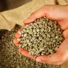 Wet polished robusta green coffee beans grade 1 screen 18
