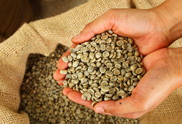 Wet polished robusta green coffee beans grade 1 screen 18