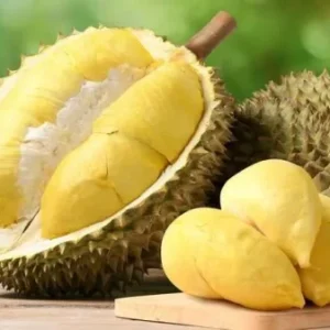 Fresh Durian Fruit