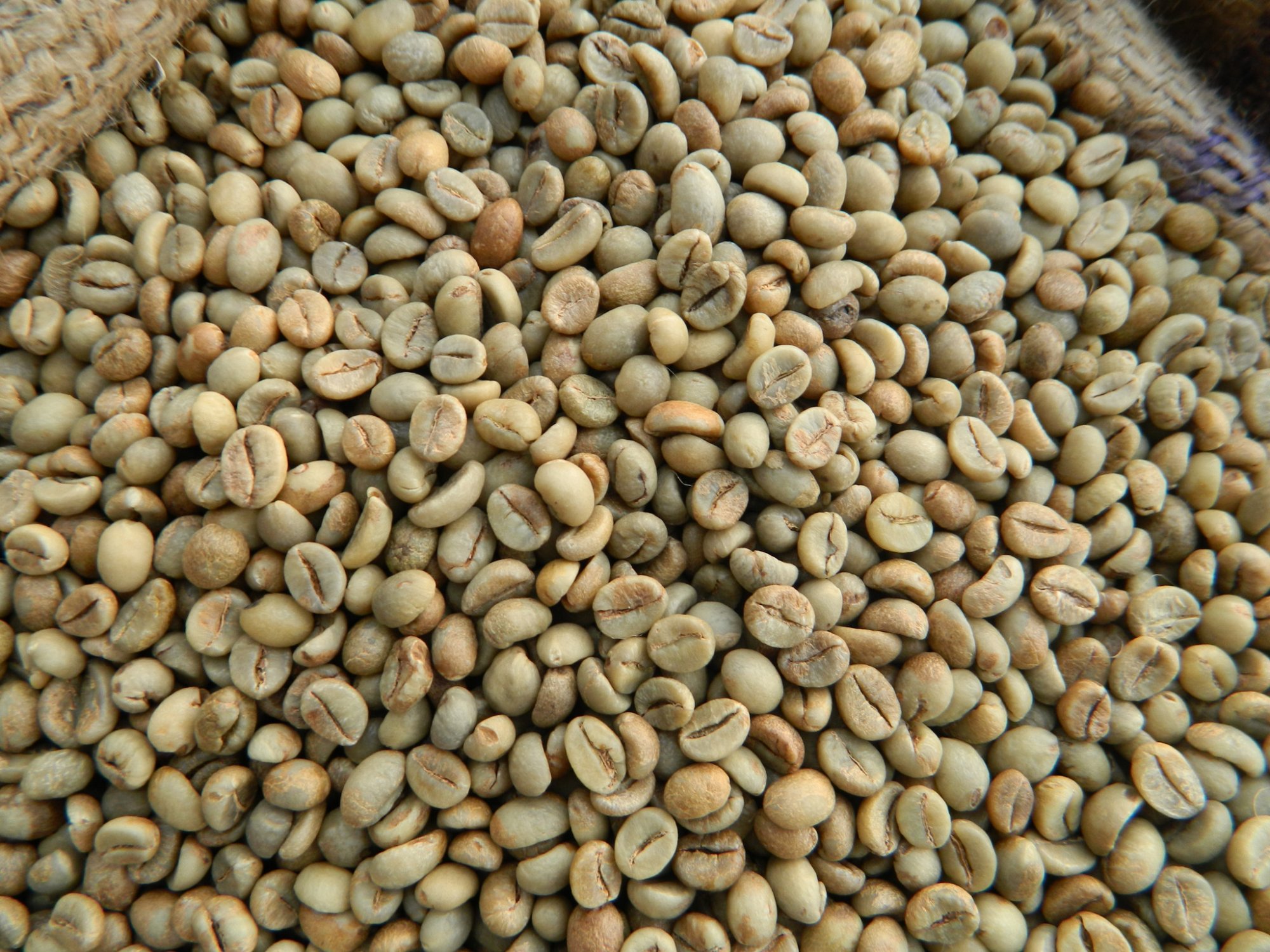 Vietnam-robusta-green-coffee-beans_1
