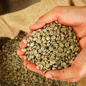 Wet polished robusta green coffee beans grade 1 screen 18